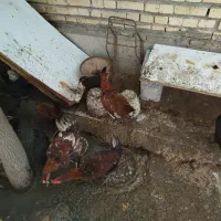 مرغ