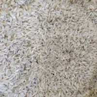 برنج عنبربو ربیع امساله|خوردنی و آشامیدنی|قم, باغ شریفی|دیوار