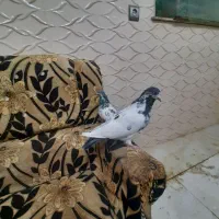کفتر خوب