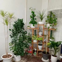 همخانه میخام خانه دارم