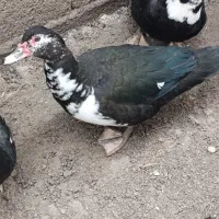 اردک اسرائیلی نر و ماده