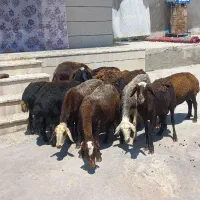 گوسفندداشتی
