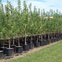 فروش انواع نهال درجه یک با ضمانت