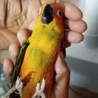 خورشیدید و ملنگو