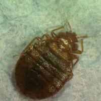 سمپاشی حشرات موش موریانه مورچه عقرب مار سوسک ساس..