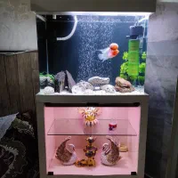 رددراگون فلاور با اکواریوم