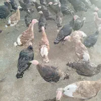 بوقلمون 5ماهه