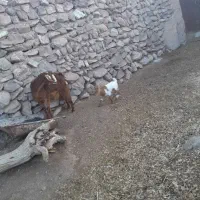 بزمحلی دورگه شیرا جوان با کره|حیوانات مزرعه|کرمان, |دیوار