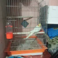 عروس هلندی|پرنده|قنوات, |دیوار