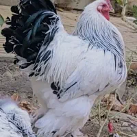 فروش ست مرغ و خروس برهما لایت تخمگذار