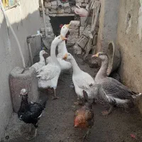 قوغاز اوکراینی تخم گذار|حیوانات مزرعه|زابل, |دیوار