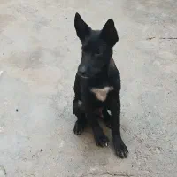 سگ مالینیوزبلک|سگ|قشم, |دیوار