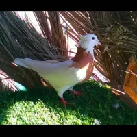 کبوتر|پرنده|زرین دشت (فارس), |دیوار