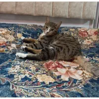 گربه گمشده پلنگی ماده ۳ ساله|حیوانات|تبریز, |دیوار