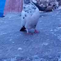 گرفته|حیوانات|کرمانشاه, |دیوار