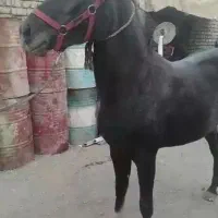 مادیان فوق‌العاده پرخون