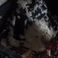 مرغ‌کرچ‌گلین