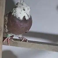 کبوتر نر|پرنده|شفت, |دیوار