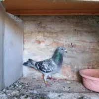 کبوتر مسافتی جان اردن