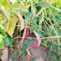 لوبیا چیتی ایرانی ارگانیک محلی بدون کود