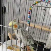 عروس هلندی ماده