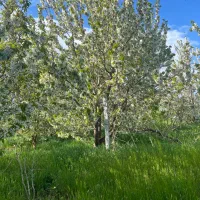اجاره میوه
