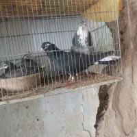 یه جفت نروماده زری