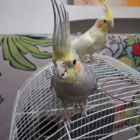 جفت عروس هلندی رام رام