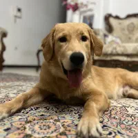 گلدن رتریور نر وارداتی زیر قیمت