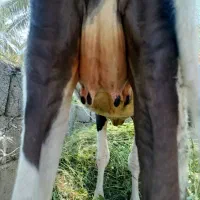 گاو زایده شیری و آبستن|حیوانات مزرعه|گنبکی, |دیوار