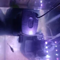 ماهی گوپی|ماهی|مشهد, شهرک بهارستان|دیوار