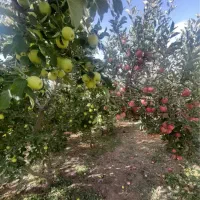 دماوند جابان ۵۲۳ متر باغ میوه سندتکبرگ خریدازمالک