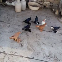 کبوتر الوان