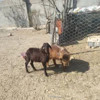س دوعدد بره نر بشرط سالمی دانه ۲۱۳۰۰