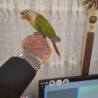 طوطی گرینچیک اسمش فندق|پرنده|اسلامشهر, شهرک سعیدیه|دیوار