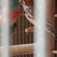 فنچ زبرا|پرنده|تهران, باغ فیض|دیوار