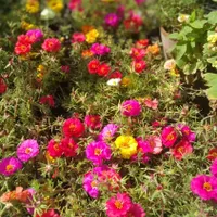 گل‌نازآفتابی،سبدی‌|گل و گیاه طبیعی|رشت, دخانیات|دیوار