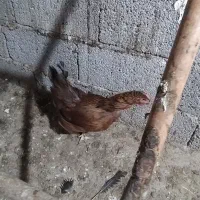 مرغ و خروس معاوضه با جوجه