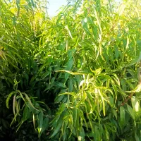 فروش نهـالــهای پـربار|خدمات باغبانی و درختکاری|سنندج, |دیوار