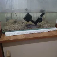 2‌عدد آکواریوم