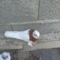 کبوتر طوقی|پرنده|جم, |دیوار