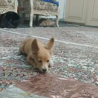 سگ گم شده هرکسی تحویل بده مژدگانی|سگ|مشهد, سرافرازان|دیوار