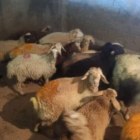 گوسفند فروشی شبانه روزی اندیشه