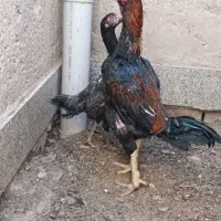 تخم بوقلمون غاز مرغ لاری برهما|حیوانات مزرعه|رشت, منظریه|دیوار