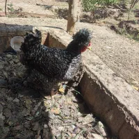 فروش تخم نطفه دار|حیوانات مزرعه|نجفآباد, حومه نجف آباد|دیوار