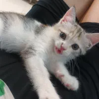 ماده پرشین فی۴