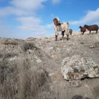 بز پاکستانی|حیوانات مزرعه|نمین, |دیوار