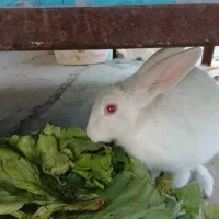 خرگوش سفید چشم تیله ای|موش و خرگوش|شاهین‌شهر, برخوار غرب|دیوار