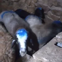 فروش بزغاله بره ومیش|حیوانات مزرعه|بجنورد, |دیوار