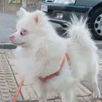 سگ دو نژاد هاسکی و پا کوتاه